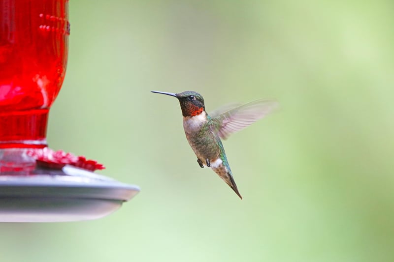 Plastic Bottle Bird Feeders