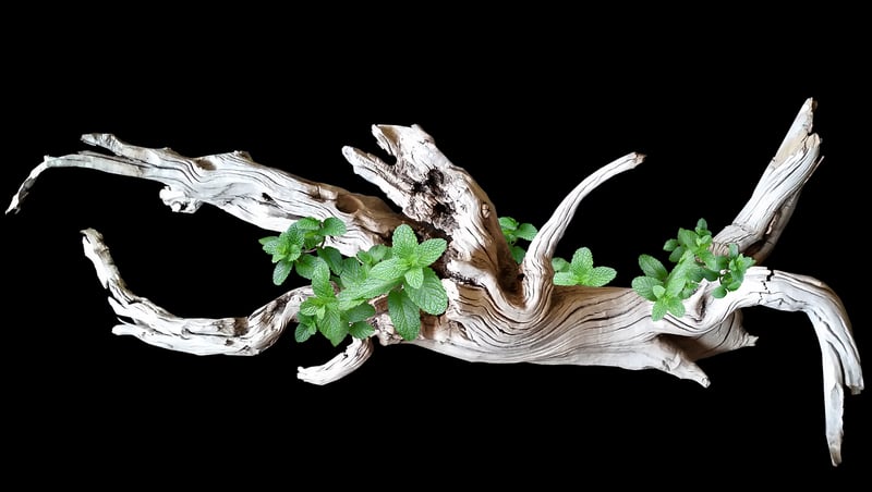 Driftwood Wall Art